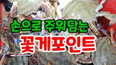 꽃게 시즌 꽃게 해루질, 서해안 해루질, 충남 태안 안면도 꽃게 야간 해루질 포인트 및 조황 정보