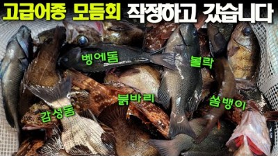 여수 국도항 선상(여수써니호) 낚시  볼락, 벵에돔, 감성돔, 쏨뱅이, 붉바리 조과 정보 및 채비 팁 정보[박선비TV]