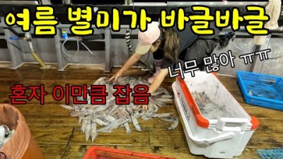 여름철 별비 한치 낚시, 경남 통영 한치 선상 낚시 채비 및 팁 조황 정보