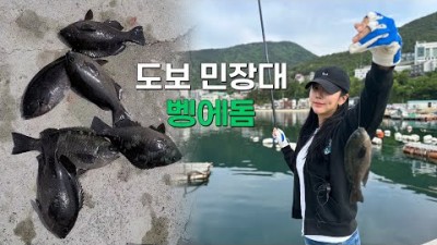 벵에돔 시즌 벵에돔 낚시 가볼만한 곳 거제 내만, 통영 매물도 갯바위 낚시, 방파제 민장대 낚시 벵에돔 조황 정보