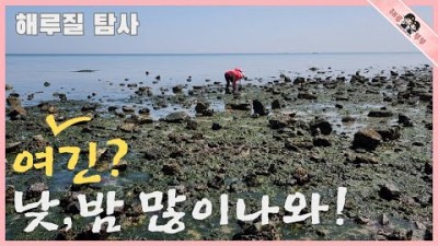 충남 당진 해루질 가볼만한 곳, 당진 장고항 낙지 해루질 할만한 곳, 장고항 유영낙지 포인트 및 대박 조과 정보