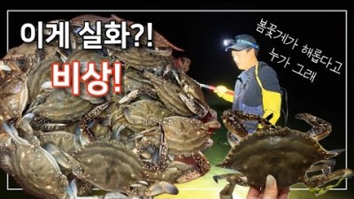 봄 수중 해루질, 봄 꽃게, 소라 수중 해루질 포인트 및 조황 정보