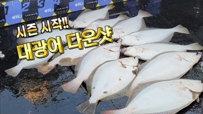 대광어 낚시 할만한 곳 대광어 다운샷 시즌시작, 인천 연안부두 출항 팀인천 선단  '루키나1호' 선상 낚시 채비 장비 및 조황 정보
