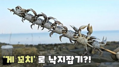낙지 해루질, 낙지 잡는 방법, 게 꼬치로 낙지 꼬시는 법