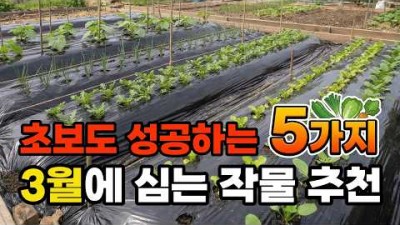 3월 파종 심는 채소, 파종 시기 및 재배 방법 주의사항, 3월 심기 좋은 채소 