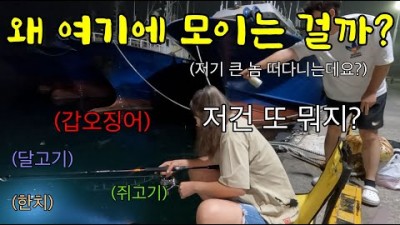 포항 구룡포 도보권 한치, 갑오징어 낚시 포인트 및 탐사 정보