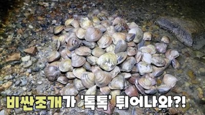 조개 해루질 백합 해루질, 해수욕장 야간 백합 해루질 그레로 백합 잡는 해루질 방법