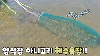 충남 태안 삼봉해수욕장 해루질, 삼봉해수욕장 주간, 조개(맛조개, 명주조개) 해루질 정보