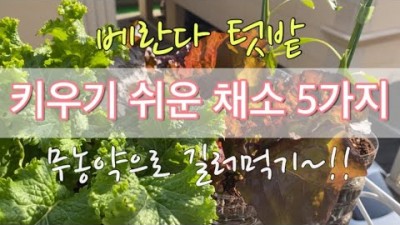 베란다 텃밭 집에서 키우기 쉬운 채소 5가지(대파, 상추, 방울토마토, 고추, 부추) 추천 및 키우는 방법 정보