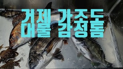 거제 가조도감성돔 낚시, 거제 계도방파제 인근 대물의 시작, 거제도 감성돔 낚시 포인트 및 조황 정보