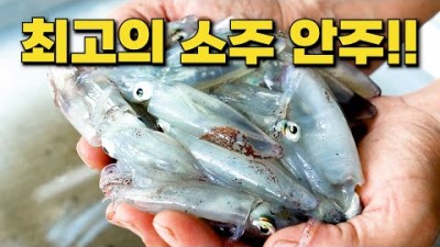 마산 호래기 낚시, 호래기 낚시 채비 및 조황 정보