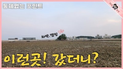 충남 당진 해루질 갈만한 곳, 당진 마섬포구 해루질  바지락, 박하지, 소라, 낙지 해루질 할만한 곳