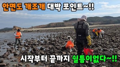 충남 안면도 개조개 해루질 가볼만한 곳, 안면도 개조개 해루질 포이는, 개조개 해루질 방법