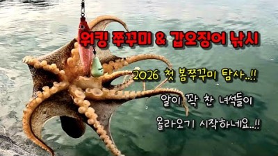 봄 3월 쭈꾸미 낚시, 봄 쭈꾸미 알쭈꾸미 워킹 쭈꾸미 낚시, 완도군 약산도 쭈꾸미 갑오징어 낚시 포인트 및 조황 정보