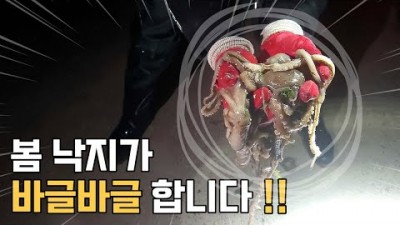 충남 태안 해루질 가볼만한 곳 안면도 삼봉해수욕장 여행천국 해루질전문 펜션 숙박과 해루질체험 가능한 펜션 갈만한 곳 정보, 삼봉해수욕장 낙지, 박하지 해루질 정보