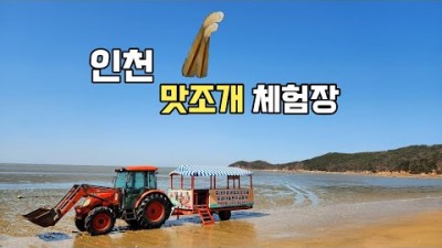 수도권 하나개해수욕장 포내갯벌체험장 해루질, 가볼만한 곳 하나개 포내갯벌체험장 체험비 및 해루질 정보, 트렉터로 이동하고 맛조개,동죽,백합,소라 해루질 정보