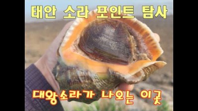충남 태안 소라 해루질 물때 및 조과 정보, 태안 해루질 탐사 왕 주먹 소라 해루질 정보
