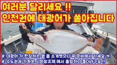 광어 낚시 갈만한 곳, 인천 오이도 킹스타호 선상 광어 다운샷 낚시, 다운샷 생미끼 및 웜 낚시 조과 및 광어 8짜 조황 정보