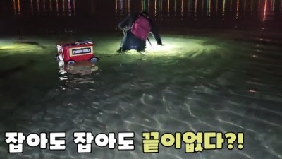 낙지 해루질, 낙지 포인트 바지락 조개 많는 곳 낙지 줍줍 해루질
