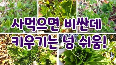 텃밭에서 키워 볼만한 추위에 강한 채소, 텃밭 가성비 작물 추천5가지 고수, 파슬리, 샐러리, 민트, 방풍나물 먹는정보 및 키우는 방법 정보