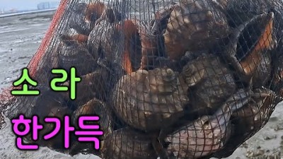 수도권 해루질 인천 영종도 해루질, 소라 주먹소라 해루질 정보