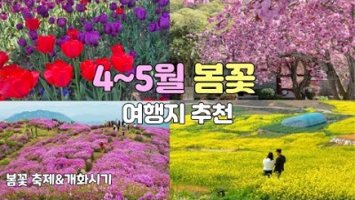 4~5월 가볼만한 여행지 추천, 4~5월 가야하는 봄꽃 여행지 추천, 봄꽃 축제 및 개화시기. 튤립, 겹벚꽃, 유채꽃, 진달래, 철쭉 등 봄꽃 축제 정보