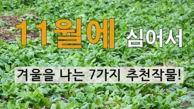 11월에 심을 수 있는 작물, 겨울전에 심어 이듬해 봄에 수확할 수 있는 작물, 추위에 강한 텃밭 작물 7가지 추천 및 재배 정보