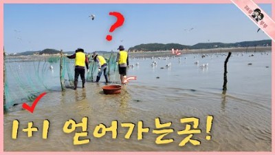 수도권 갯벌체험장, 영종도 마시안 유어장(갯벌체험장), 그물체험 체험료 및 대여료 정보, 마시안 갯벌체험장 해루질 백합 소라 주간 가족해루질 갈만한 곳 정보