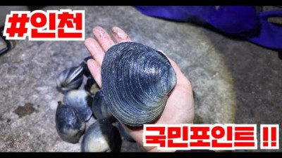 개조개가 넘처나는 수도권 해루질!