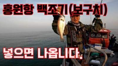 백조기 낚시 시즌, 충남 서천 홍원항 백조기 선상(해변2호) 낚시 조황 정보