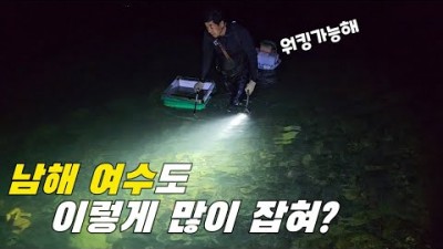 전남 여수 (돌)문어 수중 워킹 해루질