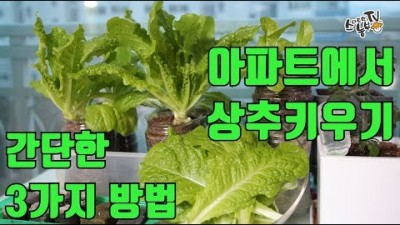 집에서 상추 키우는 방법, 페트병을 이용한 상추 키우는 방법 정보, 상추 씨앗 파종, 베트병 화분, 자동급수 화분 수경재배 방법 정보