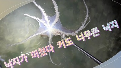 수도권 인천 선재도 해루질, 해루질 가볼만한 곳 선재도 해루질 낙지 꽃게 박하지 해루질, 선재도 야간 수중 대박 낙지 해루질 정보