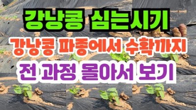 강남콩 파종 시기 및 파종 방법, 강남콩 심는 방법 팁 정보