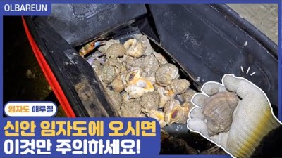 전남 신안 해루질 갈만한 곳 신안 임자도 소라, 박하지 해루질