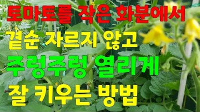 방울 토마토 화분에서 키우는 방법, 집에서 방울 토마토 주렁주렁 열리게 잘 키우는 법, 방울 토마토 화분에서 곁순 자르지 않고 잘 키우는 방법