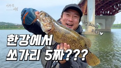 쏘가리 낚시, 한강 낚시, 한강 쏘가리 5짜 낚시 조황 정보