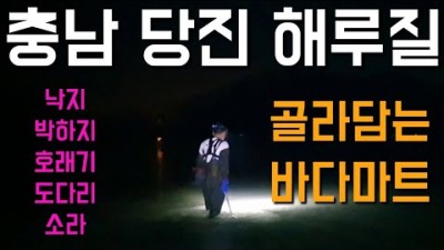 충남 당진 해루질 정보, 물높이 100  소라,낙지,호래기,도다리,박하지 야간 워킹 해루질 정보