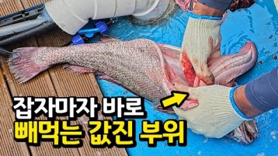 민어낚시 시즌 초반, 전남 고흥 외나도로  민어 선상 낚시 미끼 채비 및 조황정보
