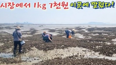 수도권 대숙(갱) 바지락 갯가재 고동 해루질 가볼만한 곳, 초보 해루질 꽝 없는 해루질 갈만한 곳, 인천 영종도 주간 해루질 포인트 및 조과정보