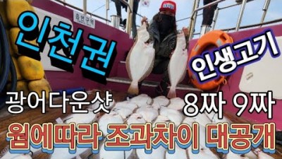 수도권 광어 낚시 가볼만한 곳, 인천 영흥도 출발 선상 낚시 갈만한 곳 광어 다운샷 필수 웜정리 및 단차 정보, 광어 6짜 7짜 조황 정보