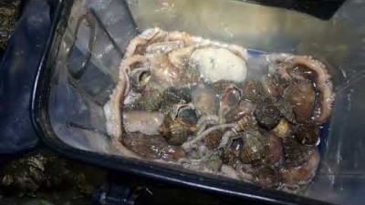 수도권 해루질 가볼만한 곳 인천 영흥 선재도 해루질, 선재도 낙지 소라 야간 워킹 해루질 정보
