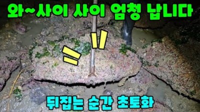 태안 몽산포 해루질, 소라상회(초고수)와 함께 하는 낙지, 소라, 박하지 수중 워킹 야간 해루질 정보